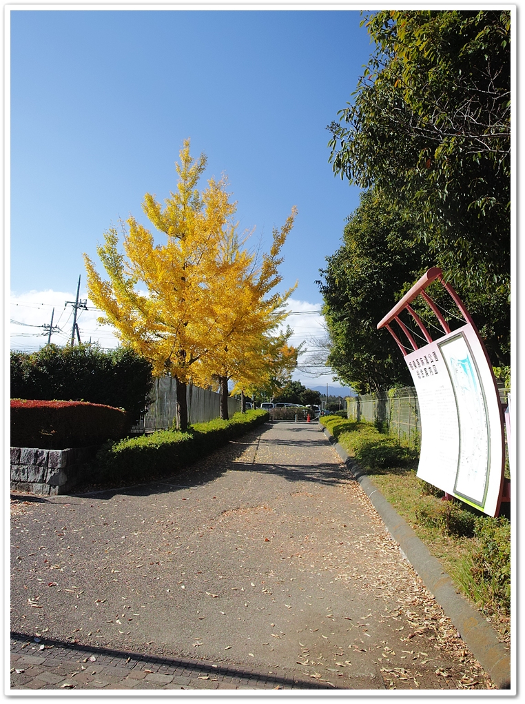 公園入口脇道の黄葉（結構進んで...