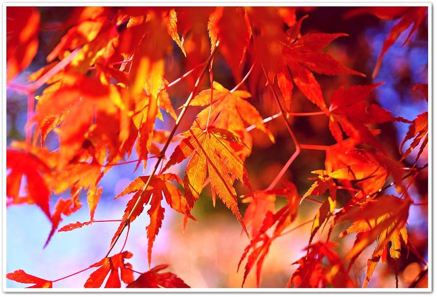 《襍・/・囈 “黄葉・紅葉 '...