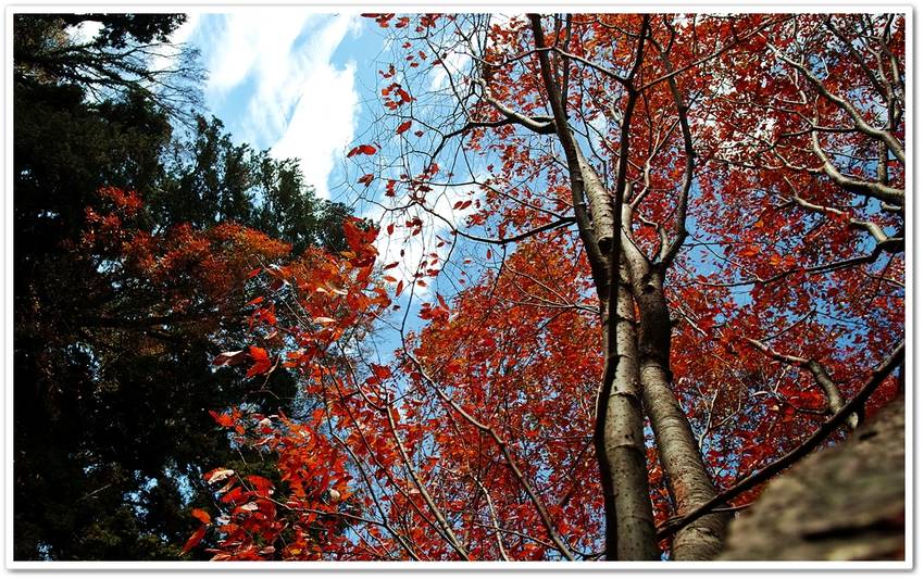 丘上部の林紅葉。