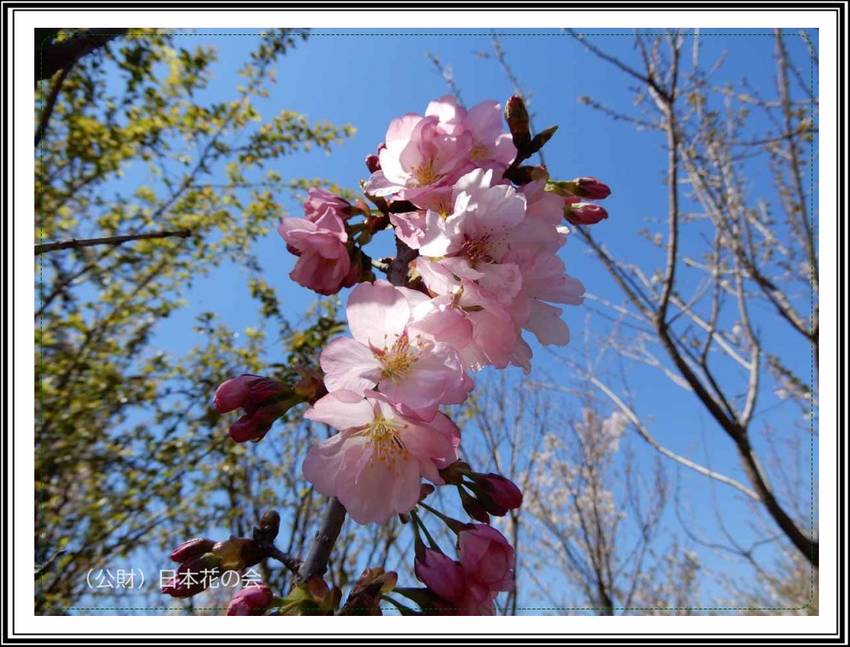 奥州里桜（オウシュウサトザクラ...
