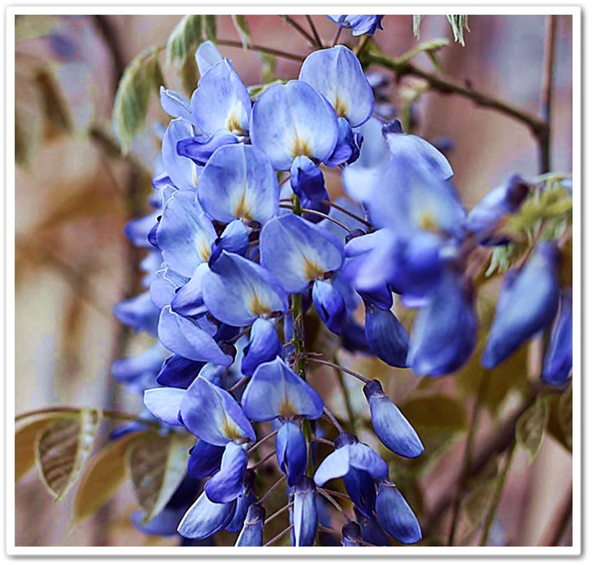 綺麗な山藤の花（植栽樹）。 フ...