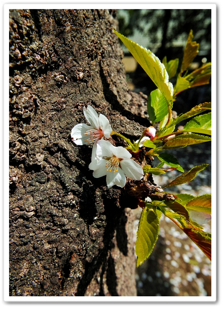 《襍・/・画　時節 “お花見（...