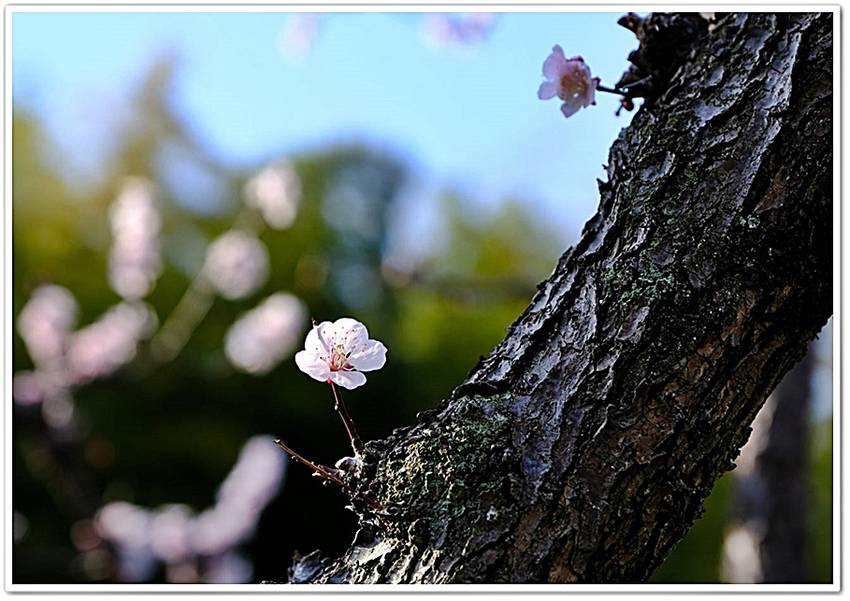 上画像の二枚は、別種類の桜樹。...