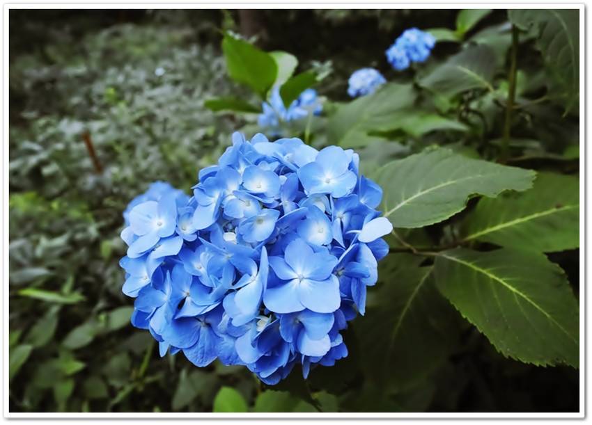 泉の森・姫紫陽花系園芸種？？ ...