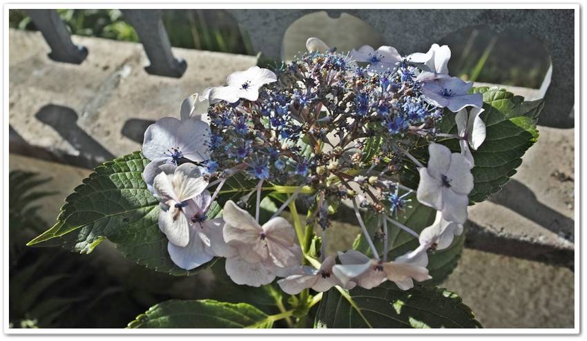 20/07/16　庭の紫陽花。...