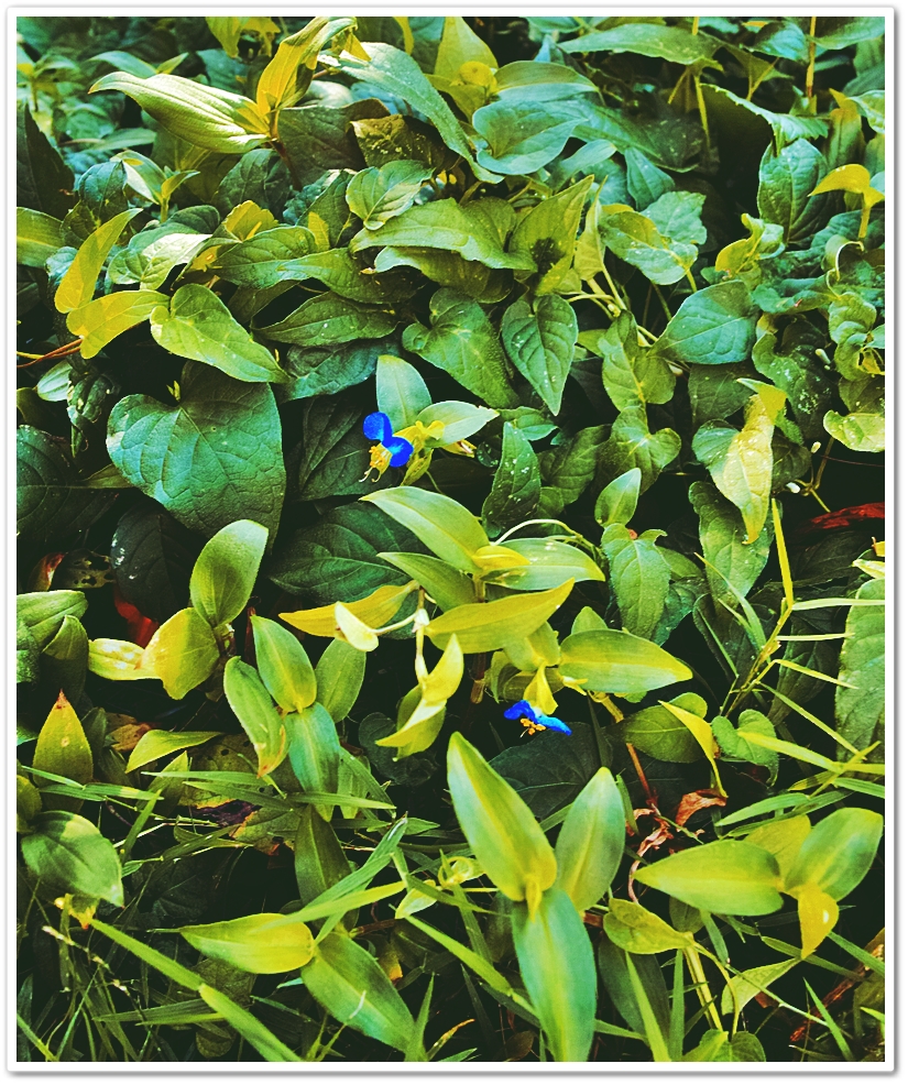 《襍・/・画 “　'23・夏景...