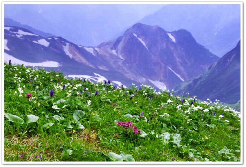 白馬山塊は、高山植物の宝庫。