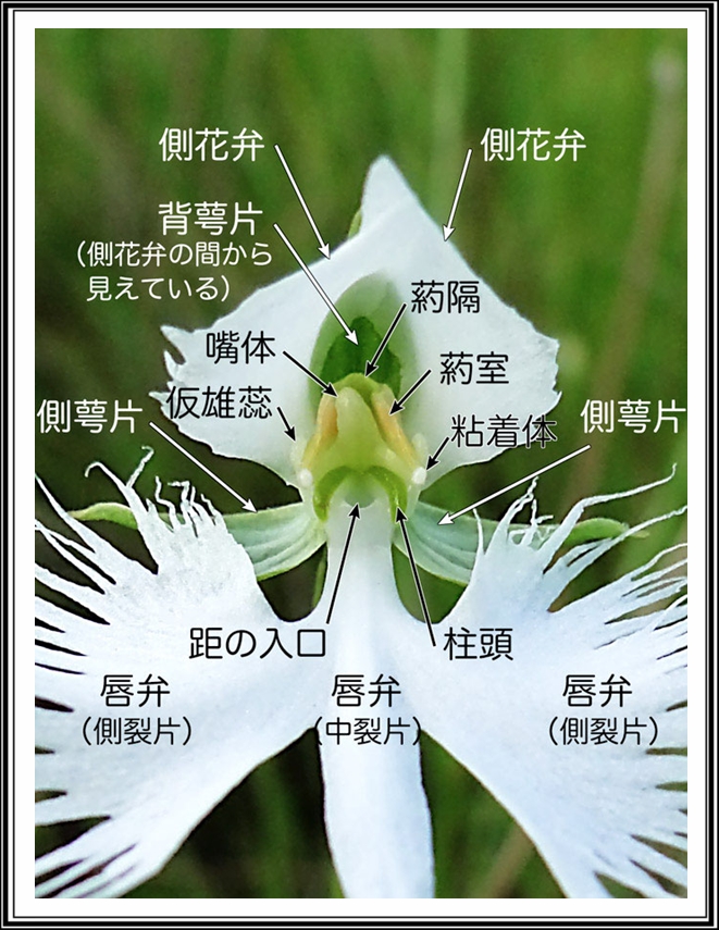 鷺草の仔細。