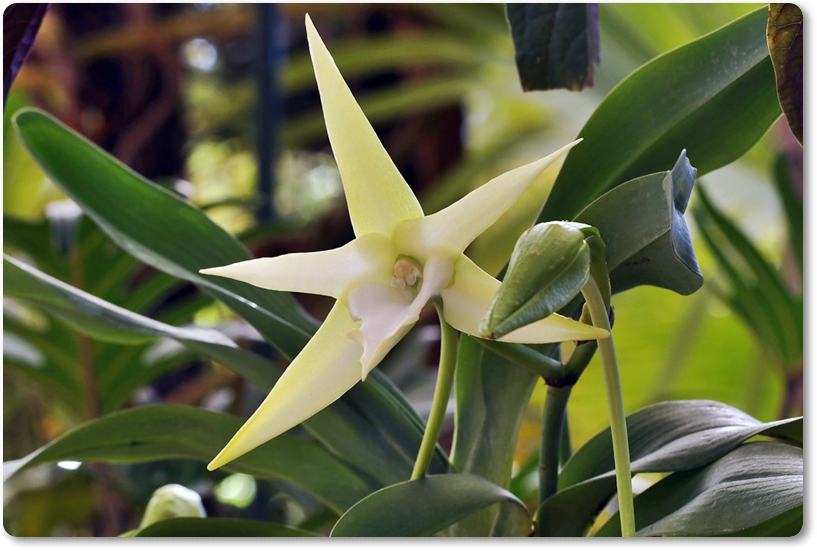 アングレクム・セスキペダレ | 大阪の植物園-咲くやこの花館－