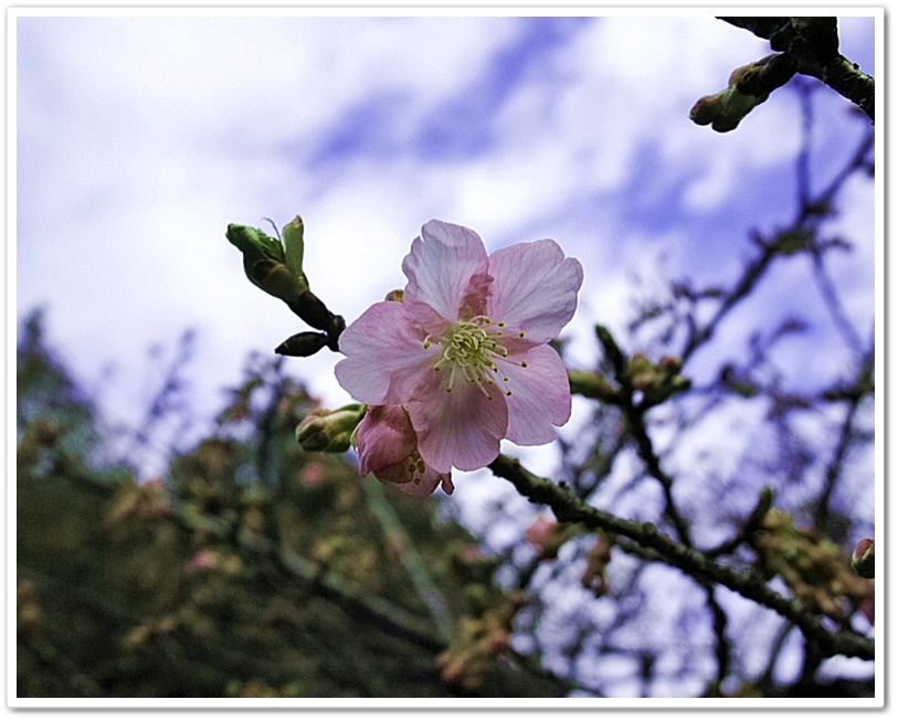 カワズザクラ（河津桜）　　 バ...