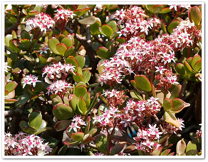 《 雅羅・/・襍囈〝３月花Ⅴ〟...