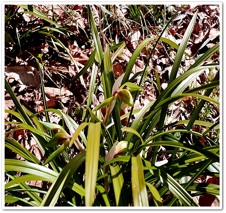 《 雅羅・/・襍囈〝３月花Ⅸ〟...