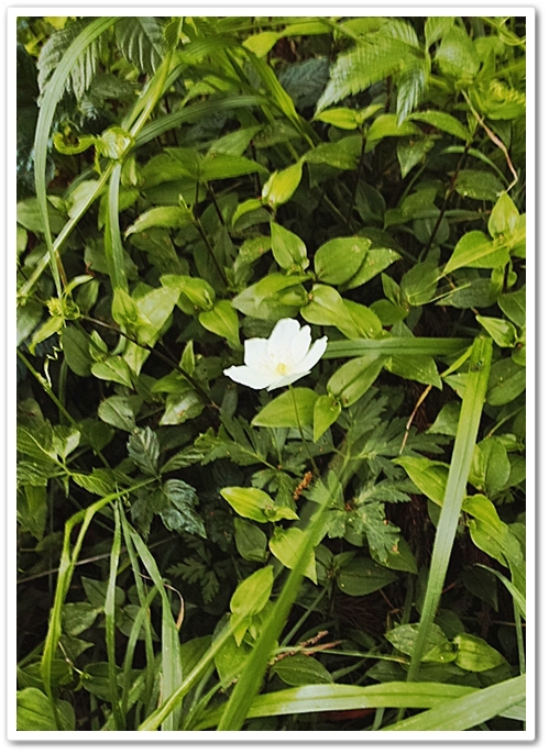 イチリンソウ（一輪草） キンポ...