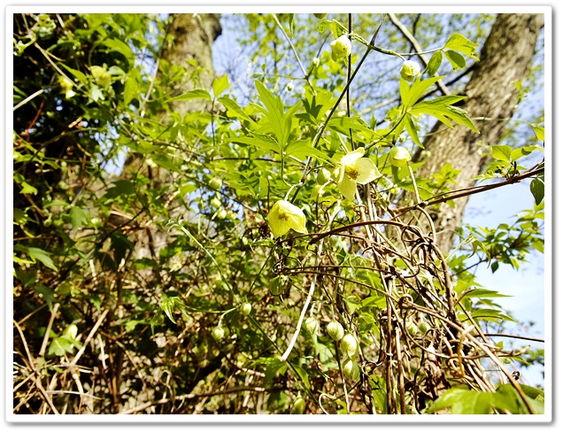 白花半鐘蔓が開花。2024/4...