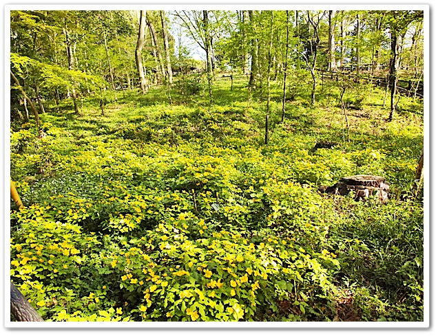 泉の森・山野草園の斜面一杯に咲...