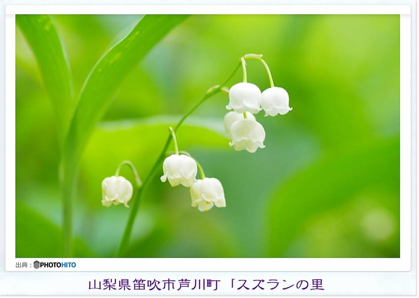 下向きに花をつける・日本鈴蘭。