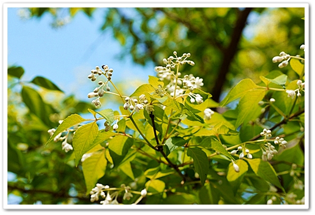 《 雅羅・/・襍録〝5月木花1...