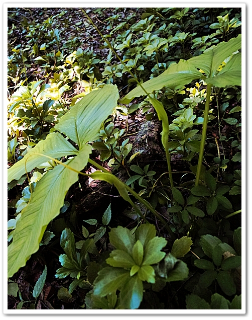 《 ふれあいの森・緑の見本園〝...