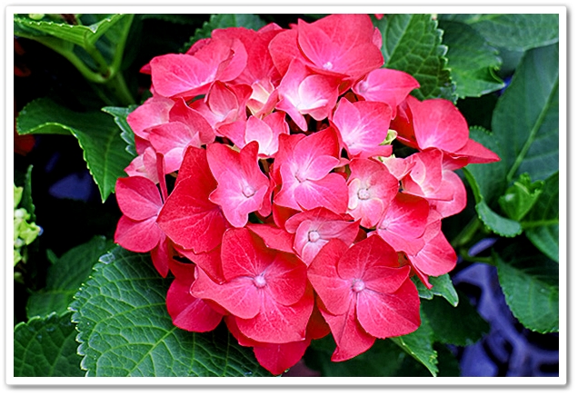 《 雅羅・/・襍録〝紫陽花・色...
