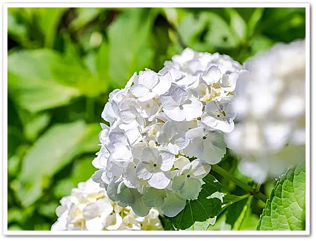 《 雅羅・/・襍録〝紫陽花・色...