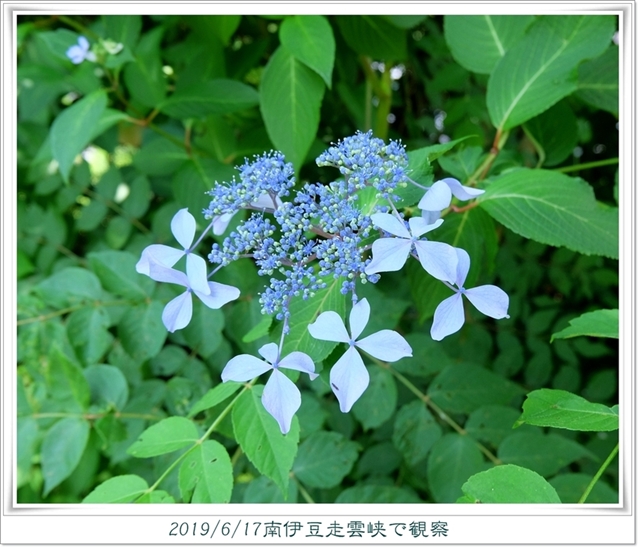ガクアジサイ(額紫陽花)   ...