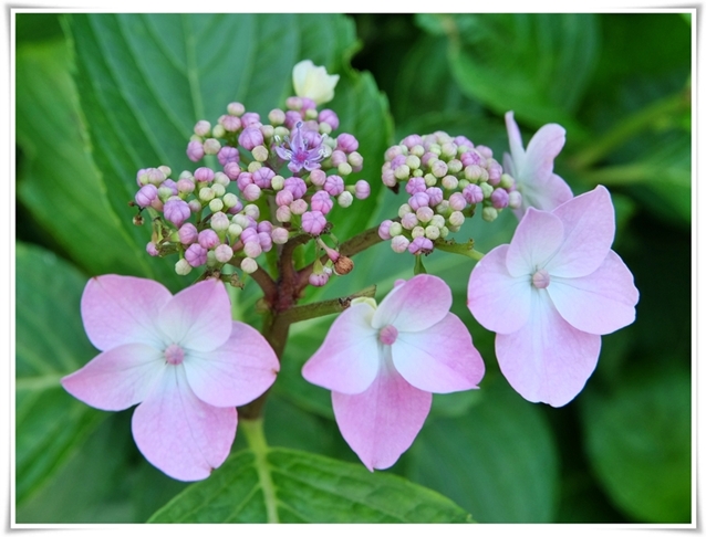 《 雅羅・/・襍録〝額紫陽花〟...
