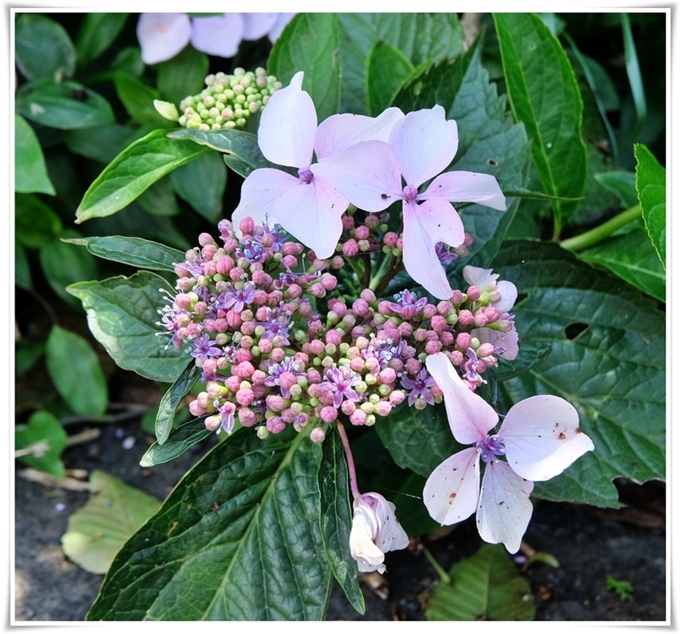 《 雅羅・/・襍録〝額紫陽花〟...