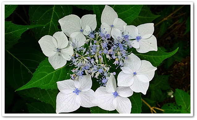 白甘茶。
