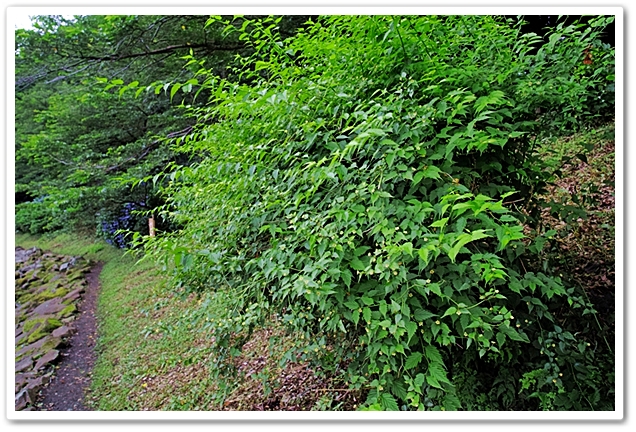 《 雅羅・/・襍録〝花形の実〟...