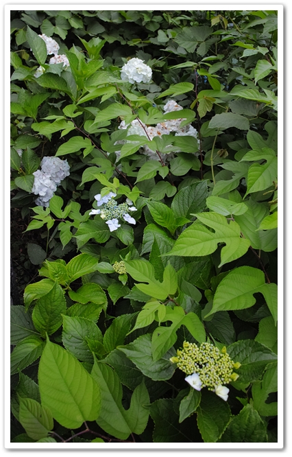 アジサイ（紫陽花）   アジサ...