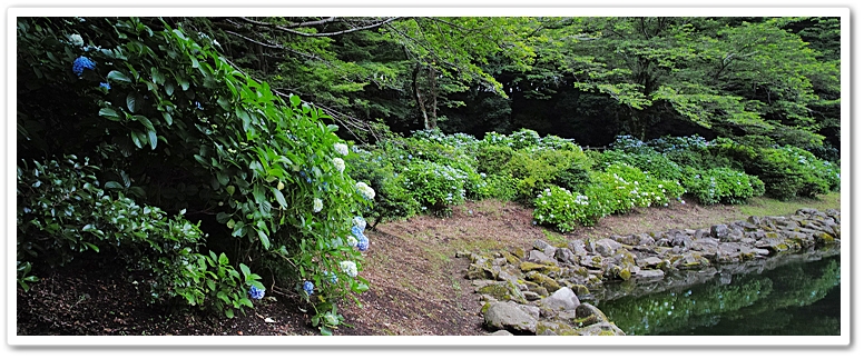泉の森・しらかしの池西側数百メ...