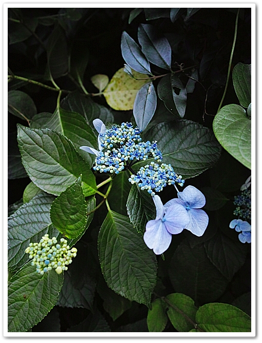 面白い萼片の額紫陽花。 アジサ...