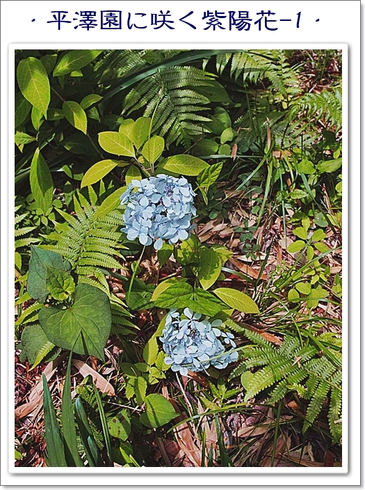 アジサイ（紫陽花）   アジサ...