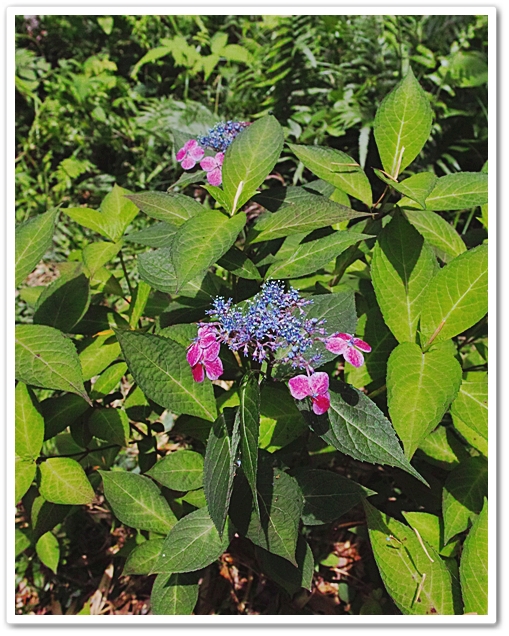 珍しい色合いの山紫陽花。
