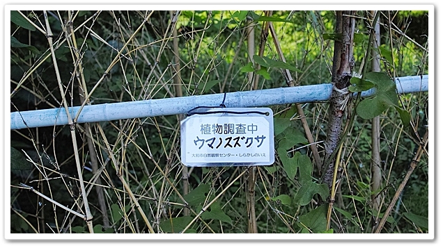 以前、この辺左側にも茎が出てい...