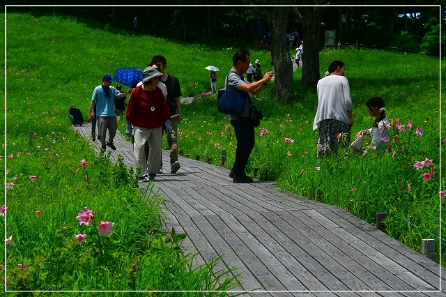 高清水自然公園内のひめさゆり群...