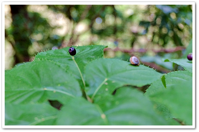 《  泉の森・定点観察樹花〝花...