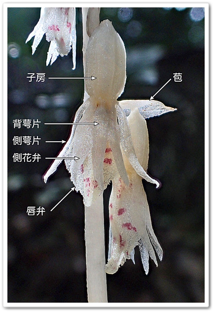 花構成説明図。