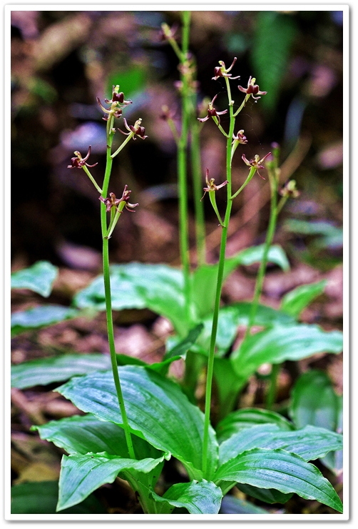 2016/7/8・・泉の森。 ...