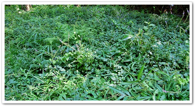 泉の森、北口入ってこもれび広場...