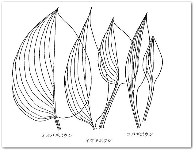 葉の形態が示されているが、判断...