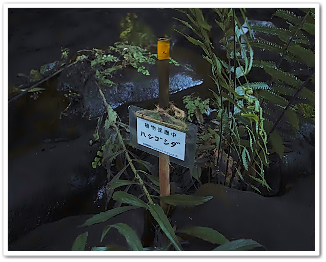《 初見羊歯〝梯子羊歯〟７月草...