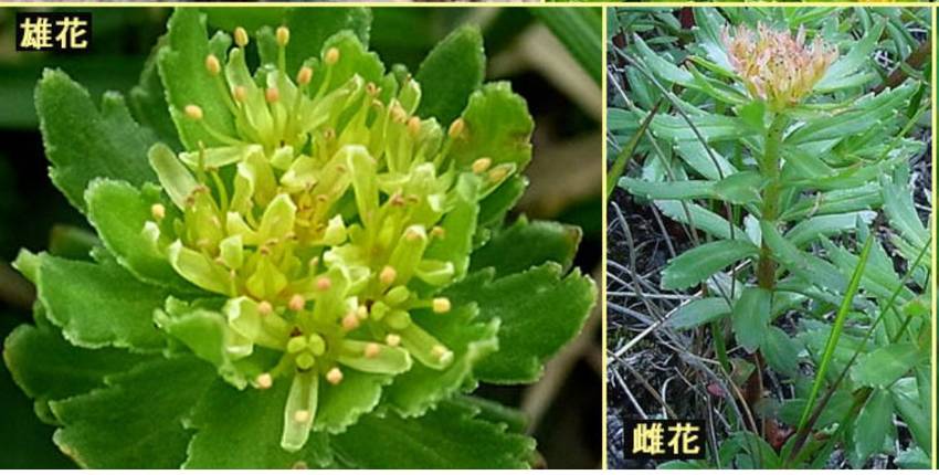 イワベンケイ・雄花と雌花。