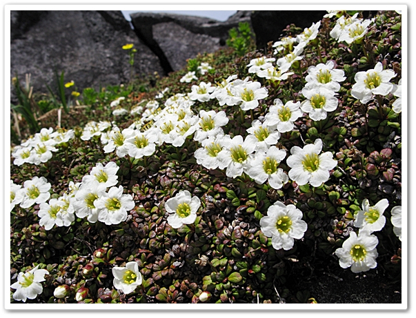 《 赤岳登山で見た花〝岩梅〟8...