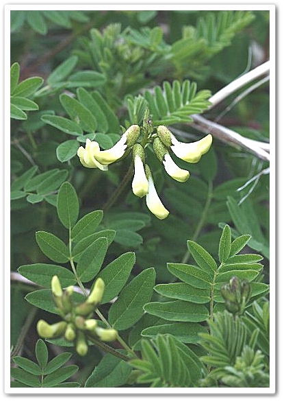 《 後立山連峰・白馬岳周辺の花...