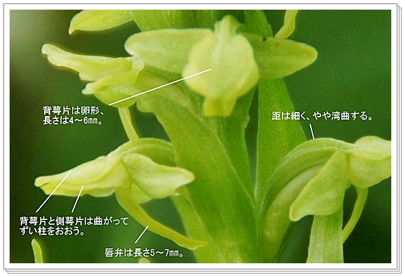 《雅羅・/・襍懐古〝山花ⅩXI...