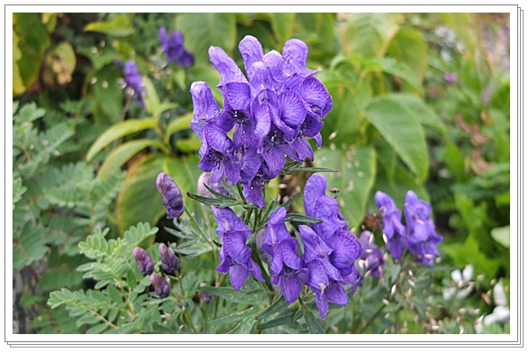 俳諧苔の花 三山人巴明編 - 和書