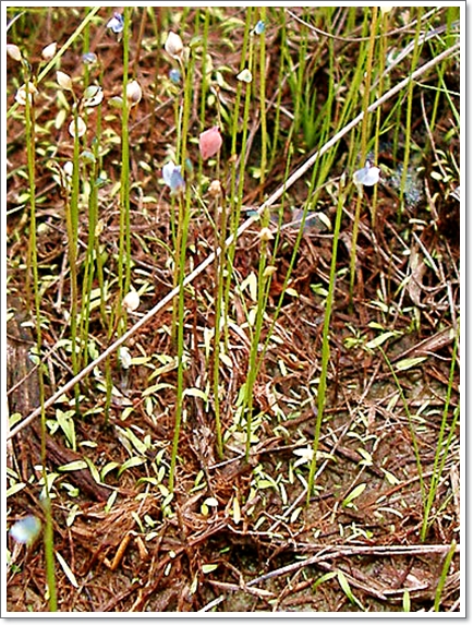 ムラサキミミカキグサ（紫耳掻草...