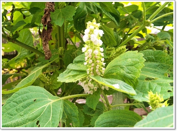 エゴマ（荏胡麻）　シソ科（La...