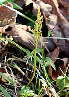 フユノハナワラビ（冬の花蕨） ...